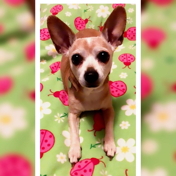 Meet your Posher, Elizabeth - Picture 2 of 4